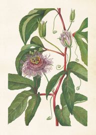 Passionsblomma  50x70 cm