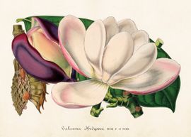 Magnolia 2.   50x70 cm
