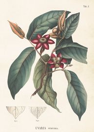 Uvaria Purpurea 50x70 cm