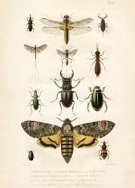 Insekter  50x70 cm