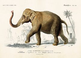 Elefant  50x70 cm