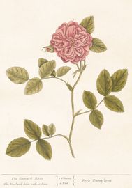 Rosa Trädgårdsros 70x100 cm