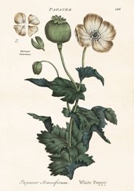 Papaver 70x100 cm