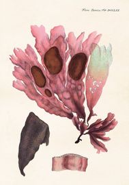 Rosa Tång 70x100 cm