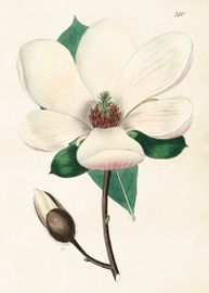 Magnolia 50x70 cm