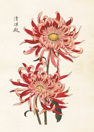 Krysanthemum  50x70 cm