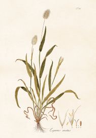 Hartass 70x100 cm