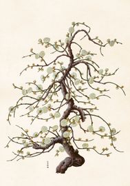 Bonzai Körsbär 70x100 cm
