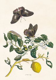 Citrus med fjärilar 70x100 cm