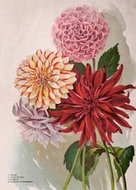 Dahlia 50x70 cm