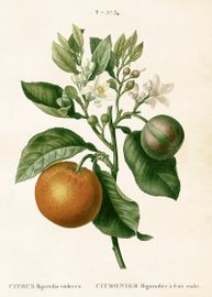 Citrus  50x70 cm