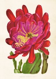 Kaktusblomma  50x70 cm