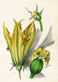Gurk blomma   50x70 cm
