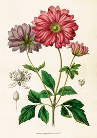 Anemone Japonica 35x50 cm