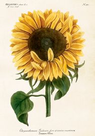 Solros 35x50 cm