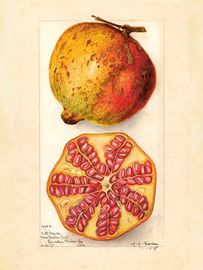 Granatäpple 18x24 cm