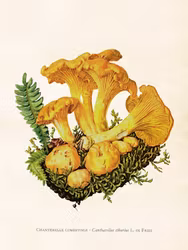 Kantarell 18x24 cm