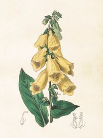 Fingerborgsblomma 18x24 cm