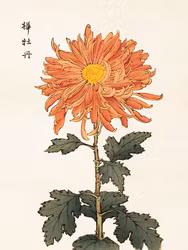 Japansk Krysanthemum 18x24 cm
