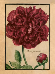 Pion 18x24 cm