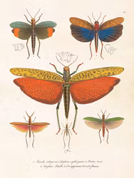 Flygfän 18x24 cm
