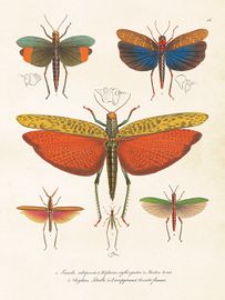 Flygfän 18x24 cm