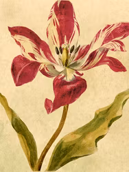 Papegoj Tulpan18x24 cm