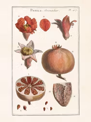 Granatäpple 18x24 cm