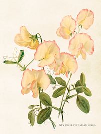 Luktärt 18x24 cm