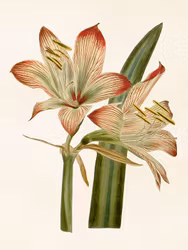 Amaryllis ljus 18x24 cm