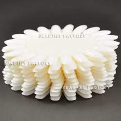 Oval Display hjul - 10st - Natural Ivory