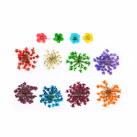 Dried Blommor set - 12st