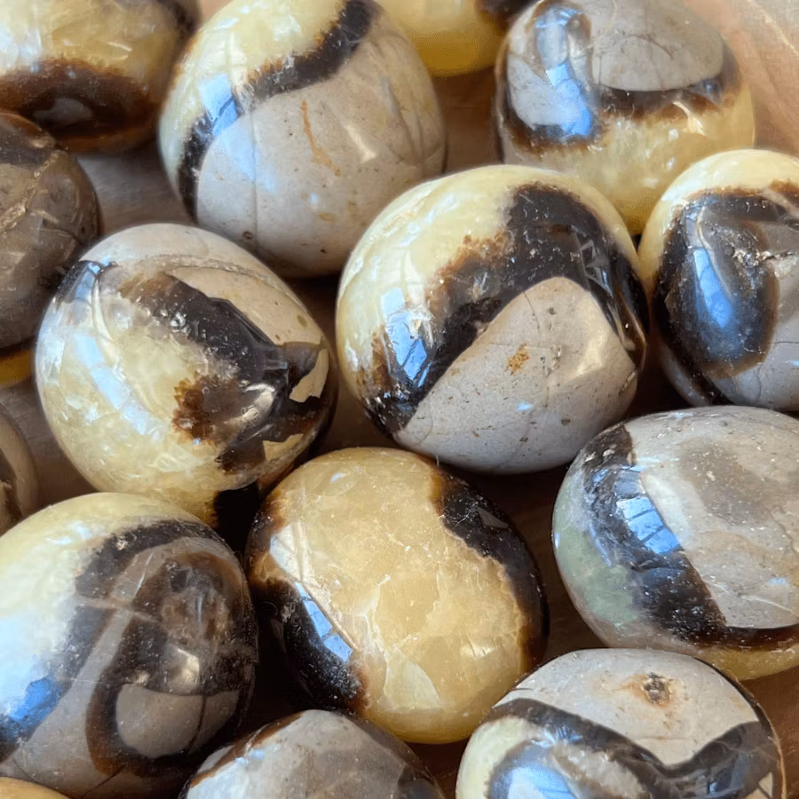 Cuddle stone Septarian