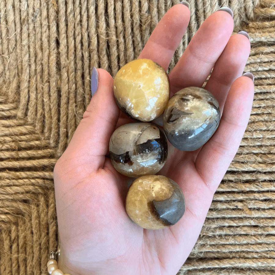 Cuddle stone Septarian
