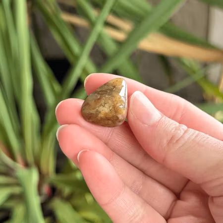 Trumlad Rosa mossagat (avvikande färg)