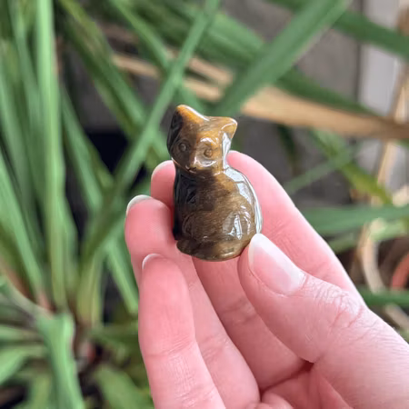 Katt Tigeröga (liten skada på tass)