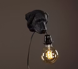 Labrador