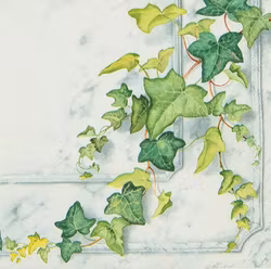 Servetter - Ivy ranke