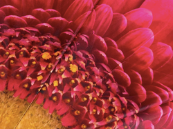 Paraply Gerbera