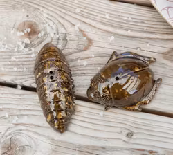 Salt & Pepparkar Bugs