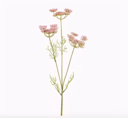 Ammi Majus 50cm