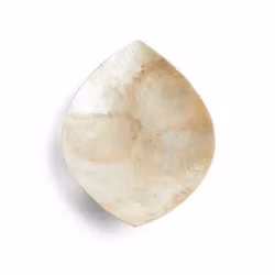 Snäckskalsfat Blad