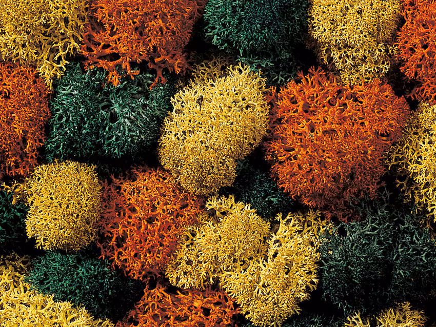 NOCH 08630 Lav, Mossa, höst mix/Lichen Autumn Mix 35 gram