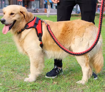 Hundeseler