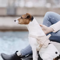 Kentucky Hundsele Ull