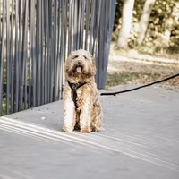Kentucky Hundsele Active Velvet