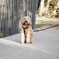 Kentucky Hundsele Active Velvet