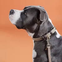 Kentucky Hundhalsband Nylon