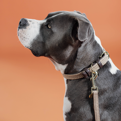 Kentucky Hundhalsband Nylon