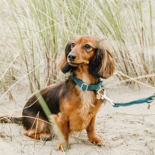 Kentucky Hundhalsband Velvet